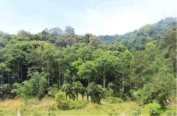 Loss of rainforests & livelihoods in the annamite mountain range
