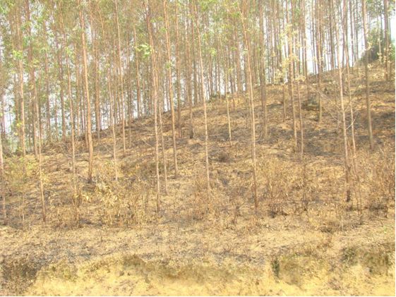 Thực trạng quyền quản lý và sử dụng đất lâm nghiệp giữa LTQD và người dân tại huyện Hữu Lũng, tỉnh Lạng Sơn