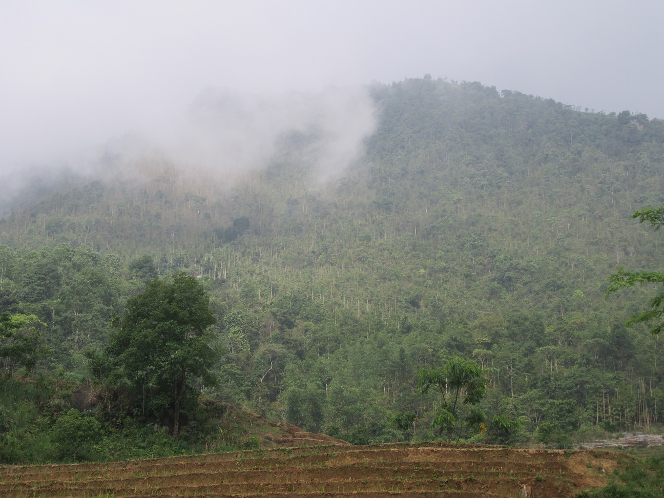Bản tư vấn số 5 của CIRUM tham gia sửa đổi Luật bảo vệ phát triển rừng 2004